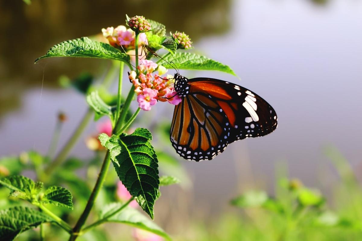 Understanding Biodiversity  Its Importance and Impact on Our Planet