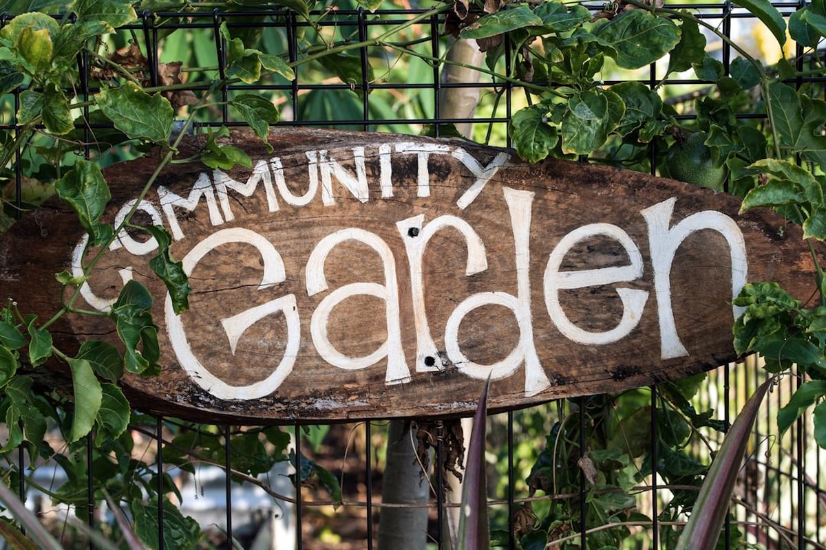 Understanding Urban Agriculture  Benefits  Practices  and Impact