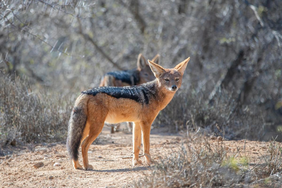 Exploring the Best Examples of Rewilding  Success Stories and Lessons Learned