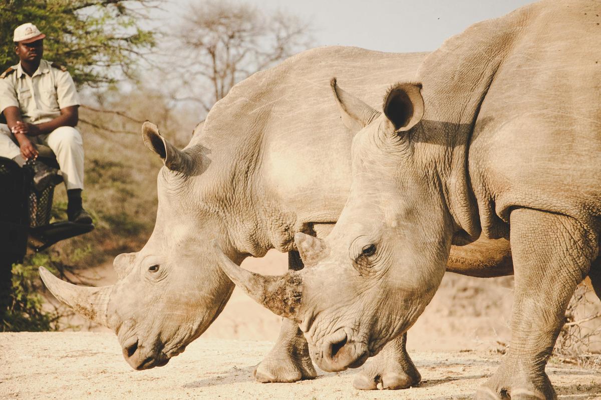 The Role of a Rewilding Facilitator  Restoring Nature's Balance