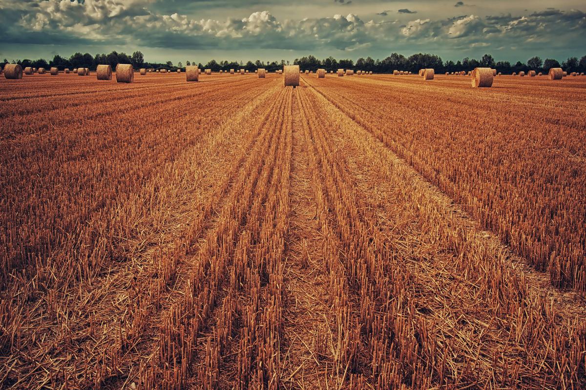 Innovative Regenerative Agriculture Practices for Sustainable Farming