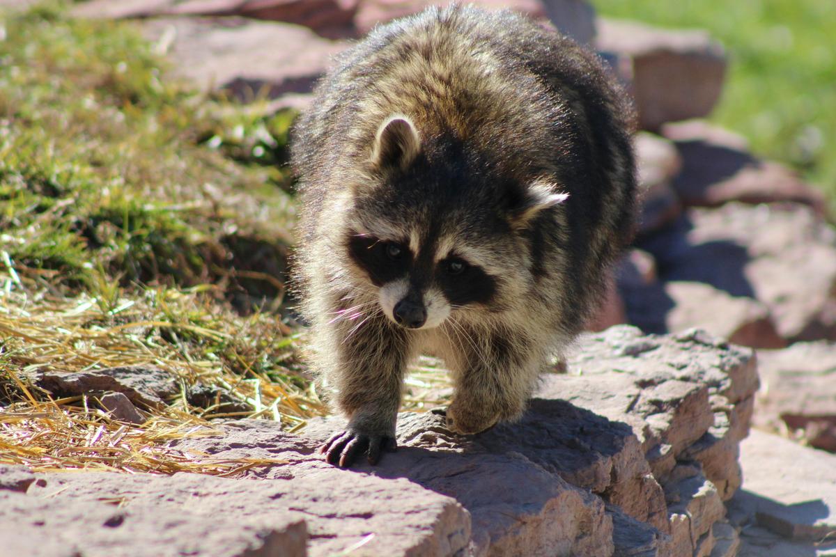 The Impact of Invasive Species on Local Ecosystems