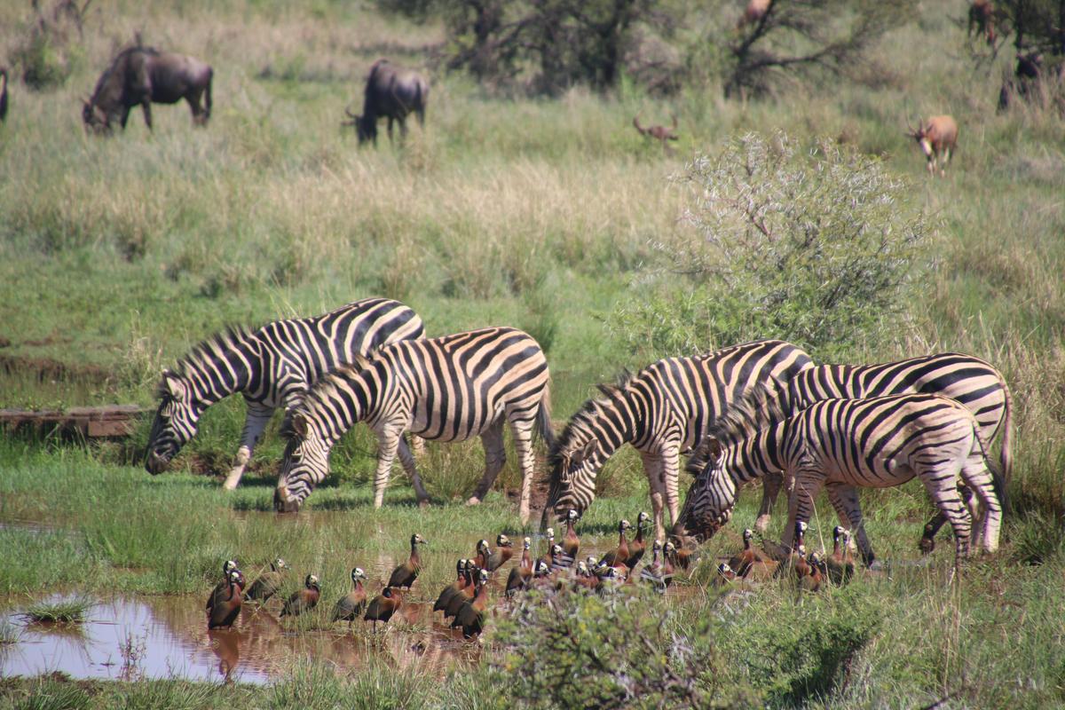 The Fascinating World of Extinct Animals  Discovering Lost Species