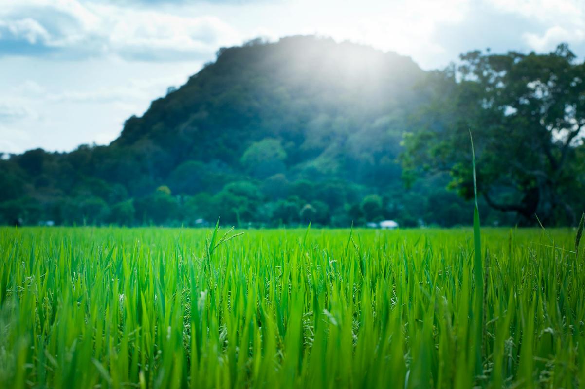 Effective Crop Rotation Examples for Sustainable Farming