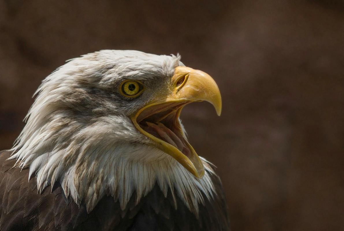 How Does Hunting Support Conservation Efforts  An In-Depth Look